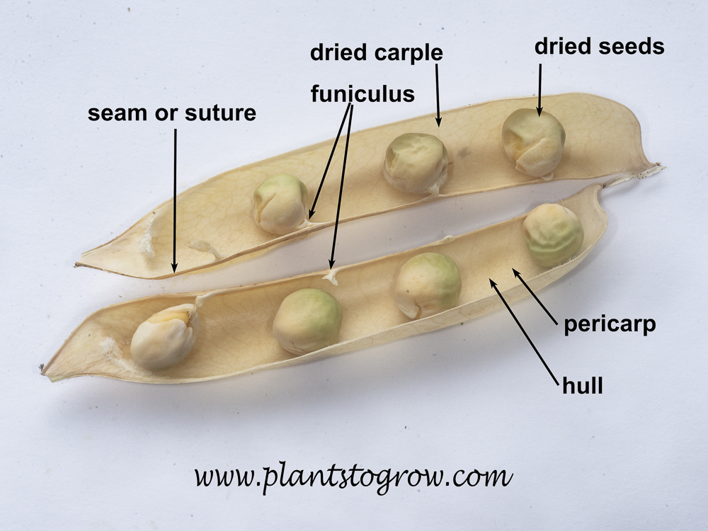 pea-pod-plants-to-grow-plants-database-by-paul-s-drobot